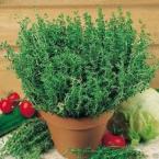potted-thyme