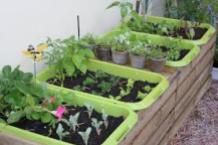 veggies-in-containers