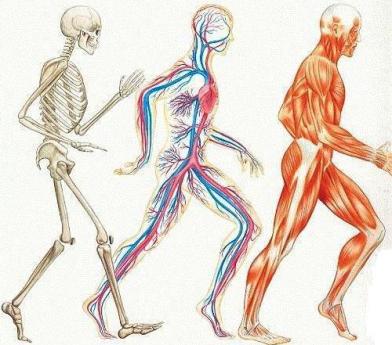 Human body systems